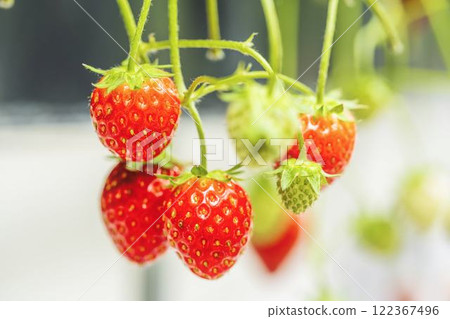 Red strawberry fruit House strawberry strawberry picking Yamamoto Town, Miyagi Prefecture Red strawberry fruit House strawberry strawberry picking Yamamoto Town, Miyagi Prefecture 122367496