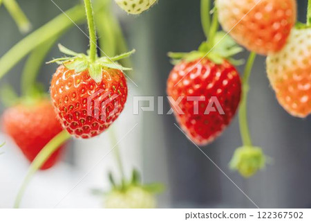 Red strawberry fruit House strawberry strawberry picking Yamamoto Town, Miyagi Prefecture Red strawberry fruit House strawberry strawberry picking Yamamoto Town, Miyagi Prefecture 122367502