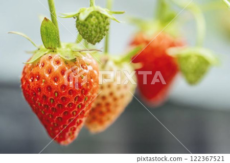 Red strawberry fruit House strawberry strawberry picking Yamamoto Town, Miyagi Prefecture Red strawberry fruit House strawberry strawberry picking Yamamoto Town, Miyagi Prefecture 122367521