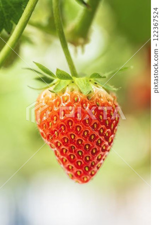 Red strawberry fruit House strawberry strawberry picking Yamamoto Town, Miyagi Prefecture 122367524