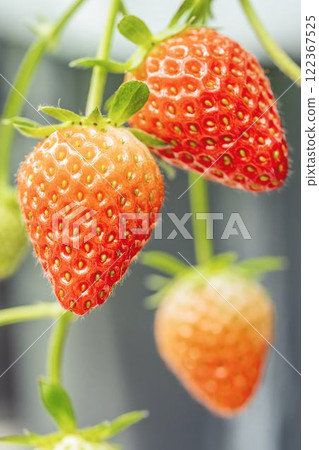 Red strawberry fruit House strawberry strawberry picking Yamamoto Town, Miyagi Prefecture 122367525