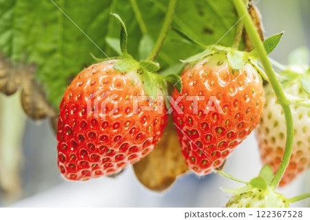 Red strawberry fruit House strawberry strawberry picking Yamamoto Town, Miyagi Prefecture 122367528