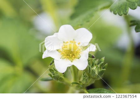 Strawberry White Flower House no Ichigo Yamamoto-cho, Miyagi Prefecture Strawberry White Flower House no Ichigo Yamamoto-cho, Miyagi Prefecture 122367554