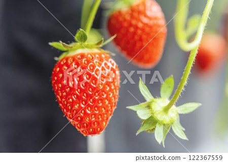 Red strawberry fruit House strawberry strawberry picking Yamamoto Town, Miyagi Prefecture 122367559