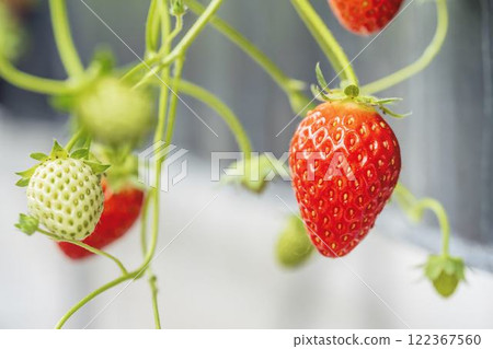 宮城縣山本市紅草莓水果之家草莓草莓採摘 122367560