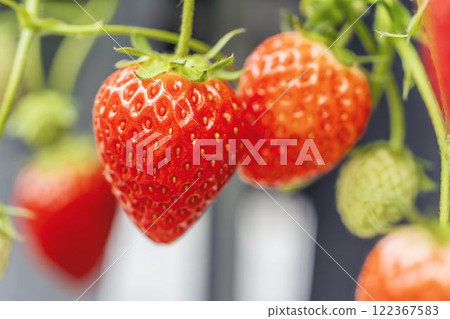 Red strawberry fruit House strawberry strawberry picking Yamamoto Town, Miyagi Prefecture 122367583