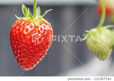 Red strawberry fruit House strawberry strawberry picking Yamamoto Town, Miyagi Prefecture Red strawberry fruit House strawberry strawberry picking Yamamoto Town, Miyagi Prefecture 122367584