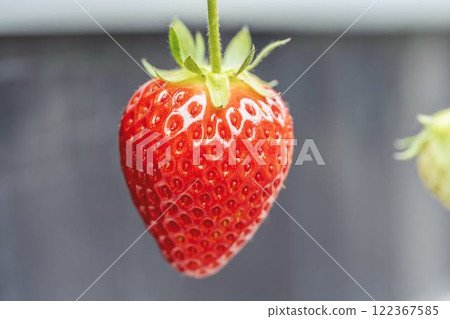 Red strawberry fruit House strawberry strawberry picking Yamamoto Town, Miyagi Prefecture 122367585