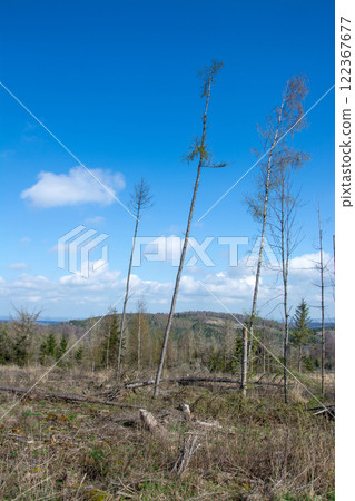 Wood quarry in Sauerland, Germany 122367677