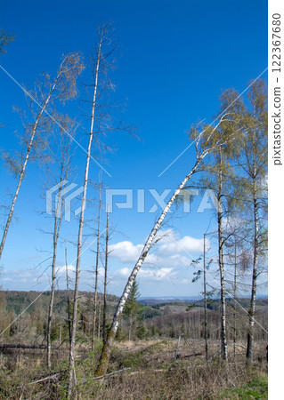 Wood quarry in Sauerland, Germany Wood quarry in Sauerland, Germany 122367680