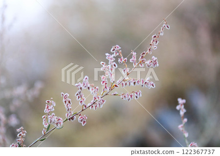 Delicate Pink and White Spring Flowers decorating a thin Branch on Soft, light, blurred background demonstrate natural Elegance. Barely noticeable spider web wraps around stems, emphasizing elegance 122367737