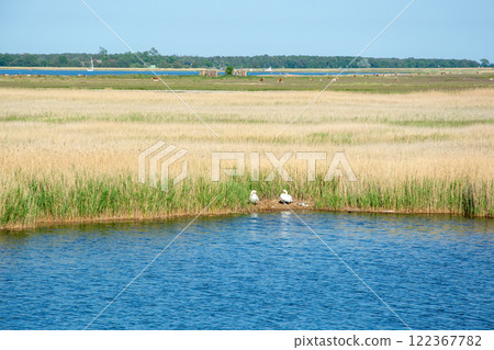 Barther Bodden near Zingst, Germany 122367782