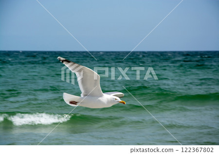 Black-headed Gull at the Baltic Sea 122367802