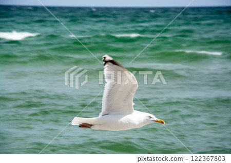 Black-headed Gull at the Baltic Sea Black-headed Gull at the Baltic Sea 122367803