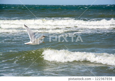 Black-headed Gull at the Baltic Sea 122367856