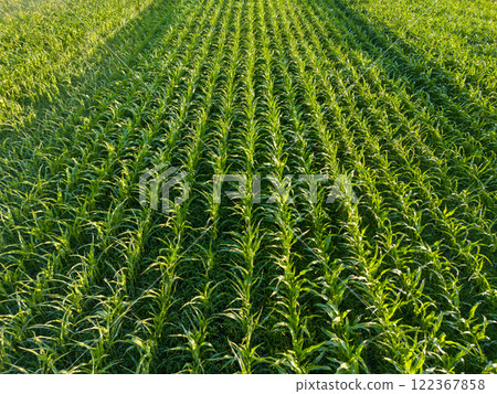 Aerial view of a corn field Aerial view of a corn field 122367858