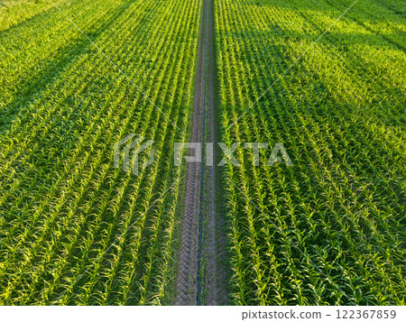 Aerial view of a corn field Aerial view of a corn field 122367859