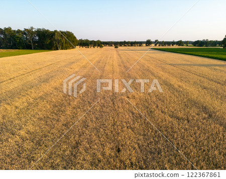 Aerial view of a Grain Field with Triticale 122367861