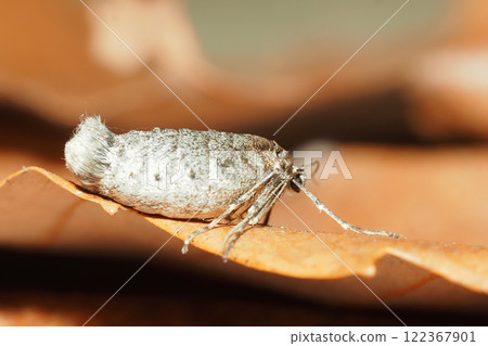 A type of winter moth (female, adult) A type of winter moth (female, adult) 122367901