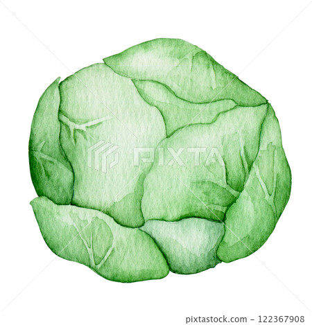 watercolor illustration, cabbage, farm vegetable. cute drawing in simple style. 122367908