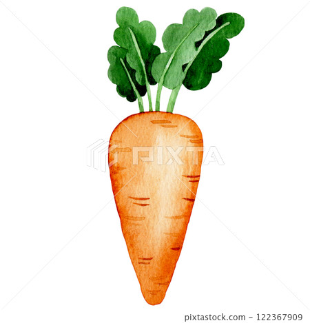 watercolor illustration, carrot, farm vegetable. cute drawing in simple style. watercolor illustration, carrot, farm vegetable. cute drawing in simple style. 122367909