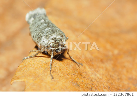 蝴蝶的一種（雌性/成年） 122367961