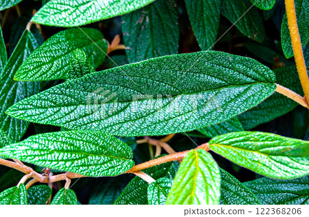 leaf, green, foliage 122368206