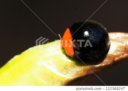 冬季紅翅黑瓢蟲 122368247