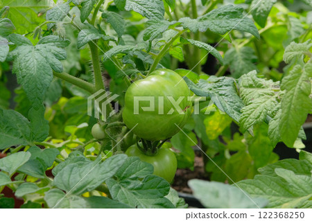 Green tomatoes is growing in a rustic garden. Farming and harvesting. Growing tomato. Cottage garden. Sunlit vegetables. 122368250