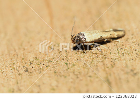 Winter hooded hooded hawk Winter hooded hooded hawk 122368328