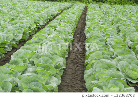 A lot of cabbages grown outdoors A lot of cabbages grown outdoors 122368708