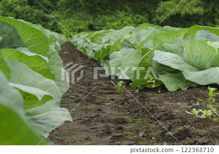 A lot of cabbages grown outdoors A lot of cabbages grown outdoors 122368710