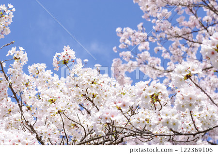 Cherry blossoms against the blue sky Cherry blossoms against the blue sky 122369106