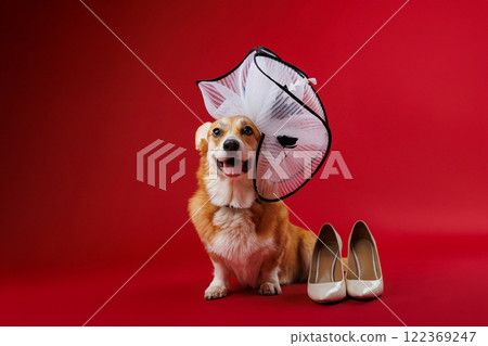 Glamorous corgi in a white hat with beige heels on red background, showcasing playful elegance 122369247