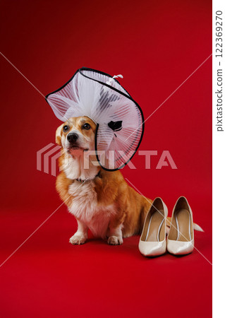 Corgi dressed in a chic white hat with beige heels on a red backdrop, playful elegance at its best Corgi dressed in a chic white hat with beige heels on a red backdrop, playful elegance at its best 122369270