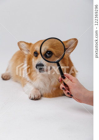 Curious corgi dog being examined with a magnifying glass for investigation and discovery Curious corgi dog being examined with a magnifying glass for investigation and discovery 122369296