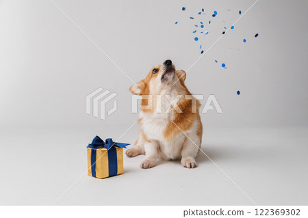 Corgi dog celebrating with a gift and blue confetti, festive fun and joy Corgi dog celebrating with a gift and blue confetti, festive fun and joy 122369302