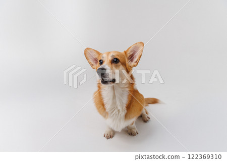 Corgi enthusiastically awaiting a treat, showcasing joy and anticipation on a white backdrop 122369310