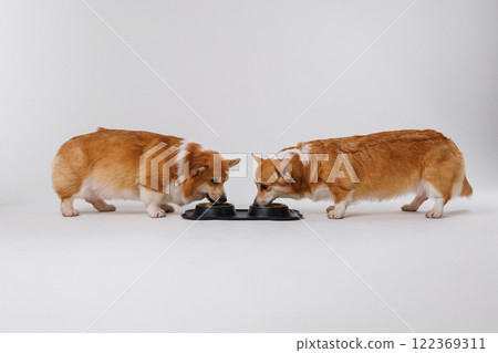 Two adorable corgis dogs sharing a meal together, highlighting companionship and pet care moments Two adorable corgis dogs sharing a meal together, highlighting companionship and pet care moments 122369311