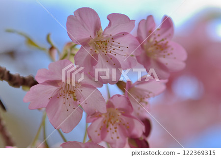 河津櫻花 河津櫻花 122369315