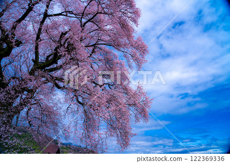 [Single Cherry Tree] Edohikanzakura at Wanizuka [Yamanashi Prefecture] 122369336