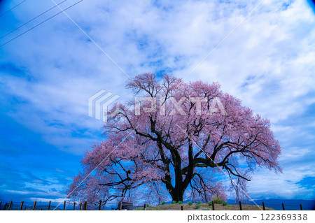 [Single Cherry Tree] Edohikanzakura at Wanizuka [Yamanashi Prefecture] 122369338