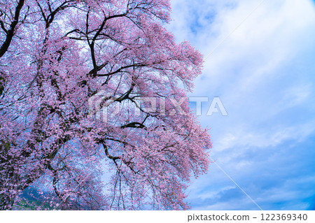 [Single Cherry Tree] Edohikanzakura at Wanizuka [Yamanashi Prefecture] 122369340
