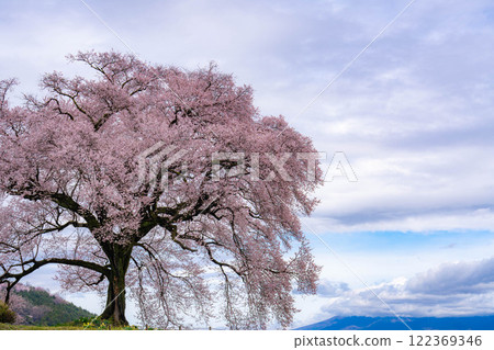 [Single Cherry Tree] Edohikanzakura at Wanizuka [Yamanashi Prefecture] 122369346