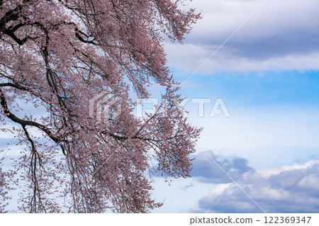 [Single Cherry Tree] Edohikanzakura at Wanizuka [Yamanashi Prefecture] 122369347