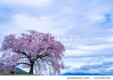 [單株櫻花] 酪梨市的江戶神櫻 [山梨縣] 122369349