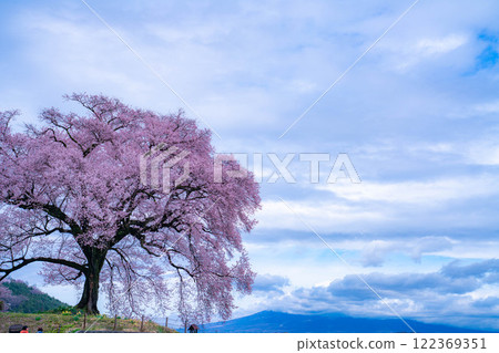 [單株櫻花] 酪梨市的江戶神櫻 [山梨縣] 122369351