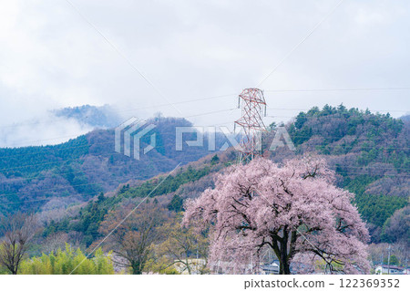 [Single Cherry Tree] Edohikanzakura at Wanizuka [Yamanashi Prefecture] 122369352