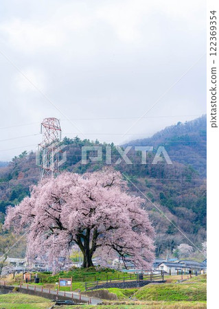 [Single Cherry Tree] Edohikanzakura at Wanizuka [Yamanashi Prefecture] 122369354