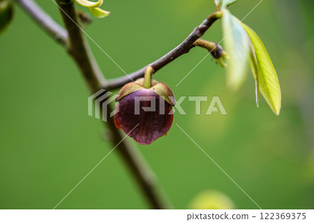 Closeup of a flower of asimina tree 122369375